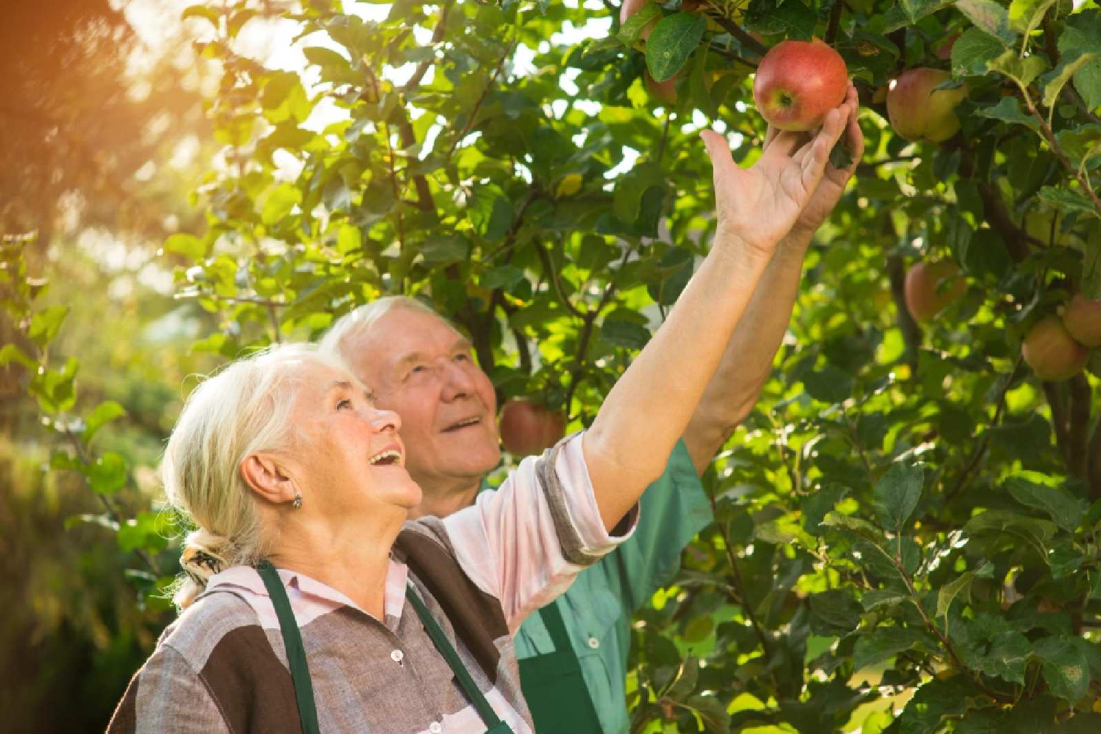 Seniorengerechte Gartenmöbel und Hilfsmittel: Alles für eine angenehme Gartenarbeit