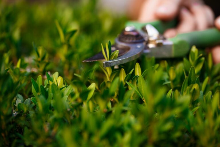 Gartenschere schneidet einen Buchsbaum