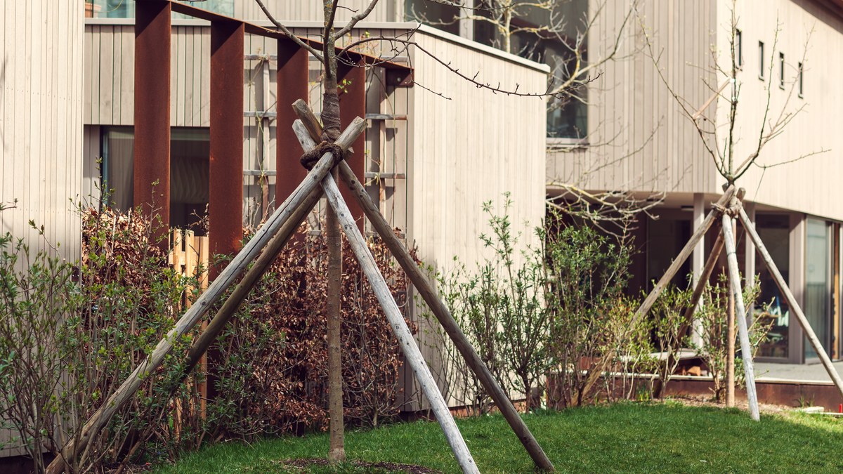 Junge Baeume im Garten sind mit Baumbaendern an einem Dreibock aus Holzpfaehlen befestigt
