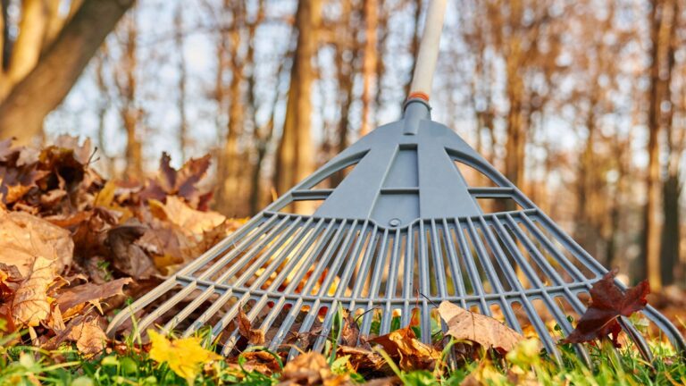 Laubrechen aus Kunststoff liegt auf einem Haufen Herbstlaub im Rasen