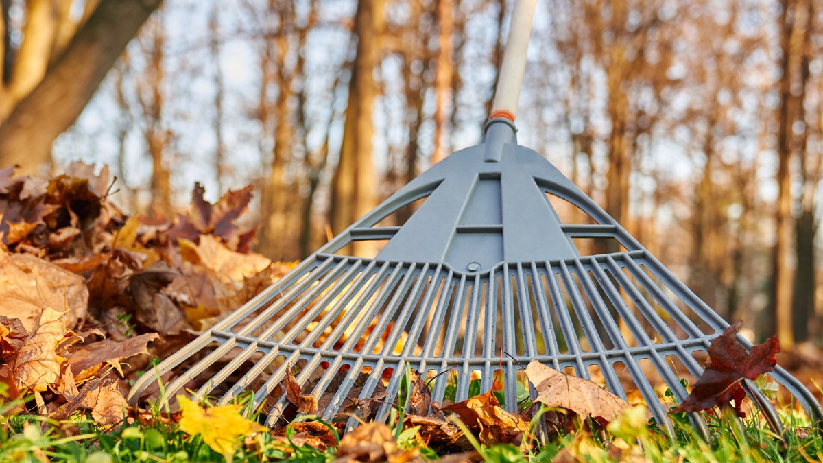 Laubrechen aus Kunststoff liegt auf einem Haufen Herbstlaub im Rasen