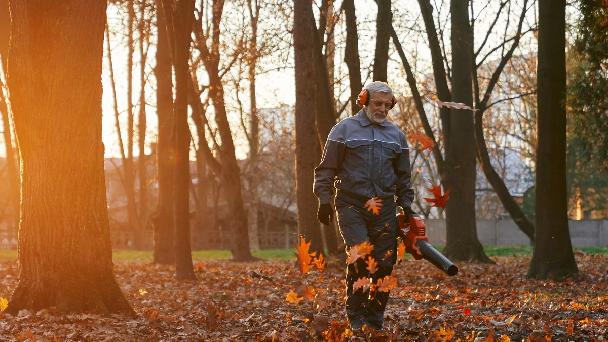 Aelterer Mann mit Gehoerschutz blaest im herbstlichen Garten Laub mit einem Laubblaeser zusammen